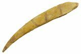 Fossil Shark (Asteracanthus) Dorsal Spine - Kem Kem Beds #353094-1